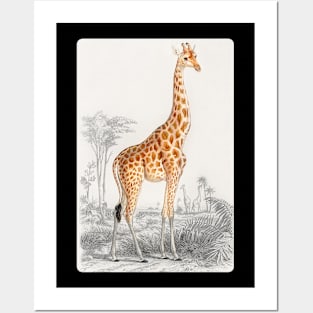 Giraffe Arts Posters and Art